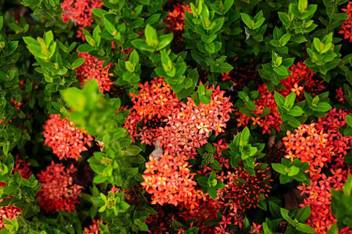 Lushgreen Jasmine Plant Price In India Buy Lushgreen Jasmine Plant Online At Flipkart Com