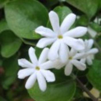 Eaglesford Jasmine Plant Price In India Buy Eaglesford Jasmine Plant Online At Flipkart Com