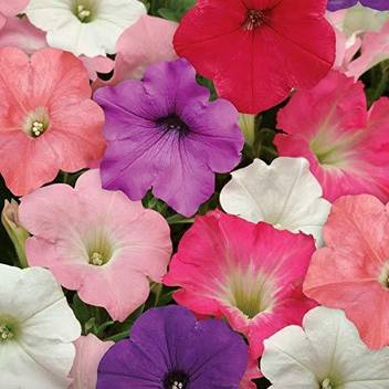 Wallpaper Truphe Petunia Flower Seeds Petunia Seeds Seed Price In India For Free