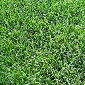 Green World Bermuda Grass Doob Grass Carpet Grass Cynodon Dactylon Seeds 200 Gms Seeds Seed Price In India Buy Green World Bermuda Grass Doob Grass