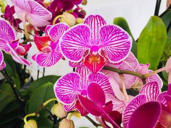 Fresh Oons Orchid Quotes Premium Poster For Love Ones Romantic Posters Paper Print Nature Posters In India Buy Art Film Design Movie Music Nature And Educational Paintings Wallpapers At Flipkart Com