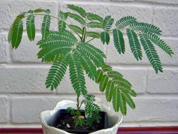 Vidishas Horticulture Mimosa Touch Me Not Plant Seeds Seed Price In India Buy Vidishas Horticulture Mimosa Touch Me Not Plant Seeds Seed Online At Flipkart Com