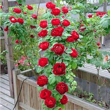 Dream Mall Rose Plant Price In India Buy Dream Mall Rose Plant Online At Flipkart Com