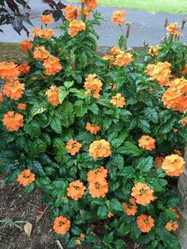 Grow Basket Kanakambaram Crossandra Seed Price In India Buy Grow Basket Kanakambaram Crossandra Seed Online At Flipkart Com Vendor viha online regular price sold out sale price rs.80.00 sale. inr