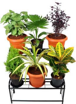 D V Engineering Metal 2 Step 6 Planter Indoor Outdoor Flower Pot Stand Plant Stand Kitchen Shelf Stand For Home Decor Office Garden Balcony Decor Plant Container Set Price In India Buy D V Engineering Metal Click here to browse for a plant table or stand. d v engineering metal 2 step 6 planter indoor outdoor flower pot stand plant stand kitchen shelf stand for home decor office garden balcony