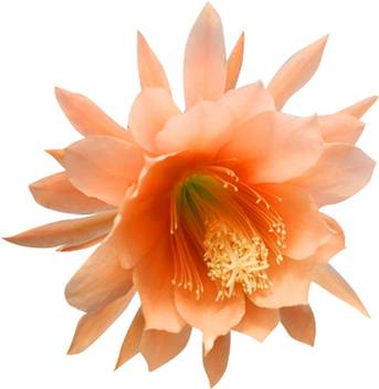 Nema Cactus Flower Seeds Orange 100pcs Seed Price In India Buy Nema Cactus Flower Seeds Orange 100pcs Seed Online At Flipkart Com