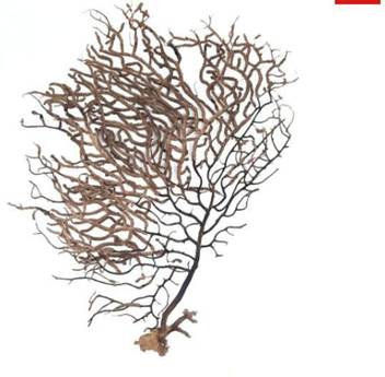 Timeshopee Indrajal 100 Genuine Natural Holy Plant For Goodluck Prosperity Wooden Yantra Price In India Buy Timeshopee Indrajal 100 Genuine Natural Holy Plant For Goodluck Prosperity Wooden