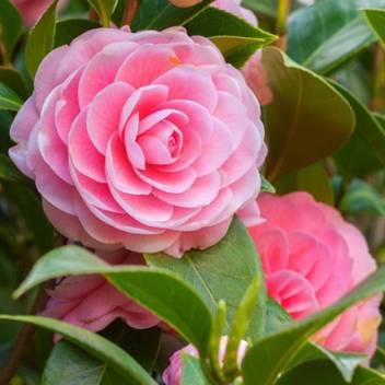 vamsha nature care april live dawn pink camellia japonica flower plant cold hardy for planting gorgeous variegated blooms