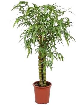 Modern Plant Live Buddha Belly Bamboo Good Luck Plant Air Purifier Plant Decorative Price In India Buy Modern Plant Live Buddha Belly Bamboo Good Luck Plant Air Purifier Plant Decorative Online Same as kissing a horseshoe or the blarney stone, rubbing a rabbit's foot, crossing your fingers, or any other :goodluck superstition these is no.