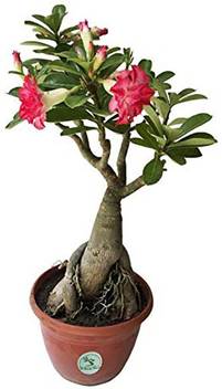 Lushgreen Adenium Plant Price In India Buy Lushgreen Adenium Plant Online At Flipkart Com