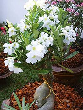 Trothic Gardens White Adenium Obesum Desert Rose Plant 1 Healthy Live Plant Seedling Price In India Buy Trothic Gardens White Adenium Obesum Desert Rose Plant 1 Healthy Live Plant Seedling Online