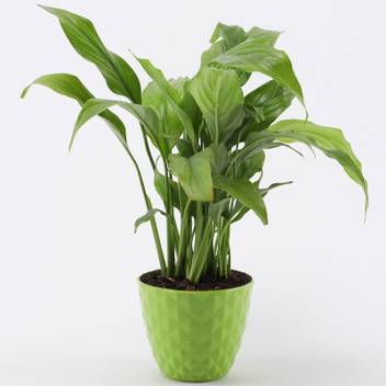 Ferns N Petals Peace Lily Plant Price In India Buy Ferns N Petals Peace Lily Plant Online At Flipkart Com Look after your peace lily, with our plant care guide.