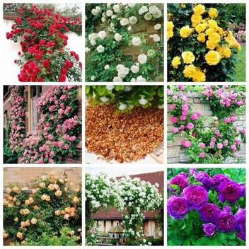 Unique Rose Seeds Climbing Rose Seeds Outdoor Rose Seeds Seed Price In India Buy Unique Rose Seeds Climbing Rose Seeds Outdoor Rose Seeds Seed Online At Flipkart Com