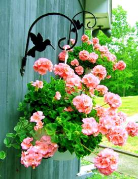 Navya germination Carnation Rose Beautiful Flower Seeds F1 Hybrid Special  Pack For Your Home Plant and Gardening This Seeds Prepared Like Organic  Seed Price in India - Buy Navya germination Carnation Rose