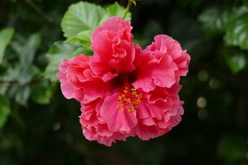 Adukku Sembaruthi Flower Images You Can Use Them For Decoration Congratulations Romance Kanyuda Looking for semparuthi hibiscus flower powder (shp. adukku sembaruthi flower images you