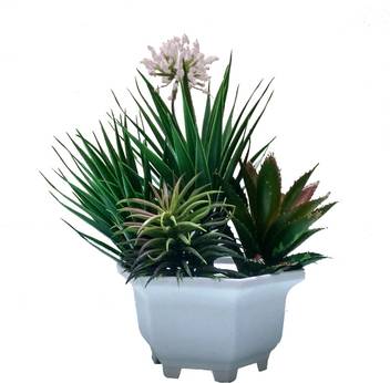 Tovick Indoor Decor Artificial Cactus And Succulent Bonsai Plant With Pot Bonsai Artificial Plant With Pot Price In India Buy Tovick Indoor Decor Artificial Cactus And Succulent Bonsai Plant With Pot