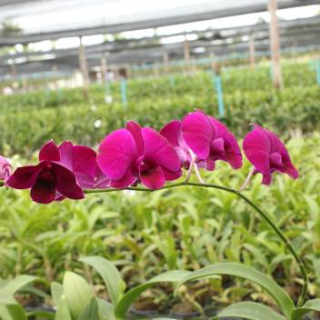 M Technologies Orchid Plant Price In India Buy M Technologies Orchid Plant Online At Flipkart Com