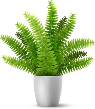 Green Dreams Fern Plant Price In India Buy Green Dreams Fern Plant Online At Flipkart Com