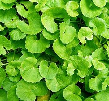 Shop 360 Garden Rare Centella Asiatica Brahmi Gotu Kola Mandukaparni Vallarai Keerai Indian Pennywort Medicinal Plant Seeds For Growing Pack Of 50 Seeds Seed Price In India Buy Shop 360