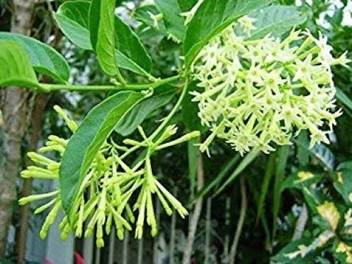 Grah Pravesh Night Bloom Jasmine Plant Price In India Buy Grah Pravesh Night Bloom Jasmine Plant Online At Flipkart Com