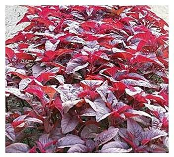 Openroad Kerala Red Amaranthus Seeds F1 Vegetable Seeds Seeds Seed Price In India Buy Openroad Kerala Red Amaranthus Seeds F1 Vegetable Seeds Seeds Seed Online At Flipkart Com