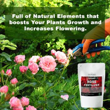 Feromones Organic Fertilizer Granules For Rose Plants For Beautiful Flowers And Healthy Plant With Power Of