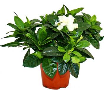 Liana Jasmine Plant Price In India Buy Liana Jasmine Plant Online At Flipkart Com