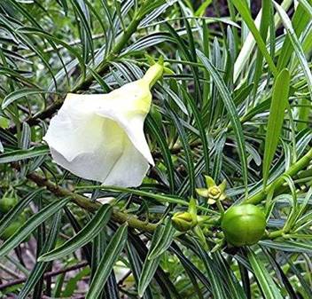 Royalgardening Kaner Plant Price In India Buy Royalgardening Kaner Plant Online At Flipkart Com Be still tree, peruvian yellow oleander, yellow oleander, lucky nut. inr
