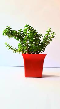 V A Enterprises Jade Plant Price In India Buy V A Enterprises Jade Plant Online At Flipkart Com