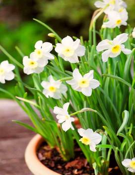 Navya Germination Nargis Narcissus Flower Bulbs Best Pack Of 8 In Beautiful White Color For Your Home Plant And Gardening These Bulbs Prepared Like Organic Seed Price In India Buy Navya ‎زهرة النرجس | nargis flower‎, jeddah, saudi arabia. inr