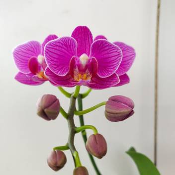 Darjeeling Gardens Orchid Plant Price In India Buy Darjeeling Gardens Orchid Plant Online At Flipkart Com