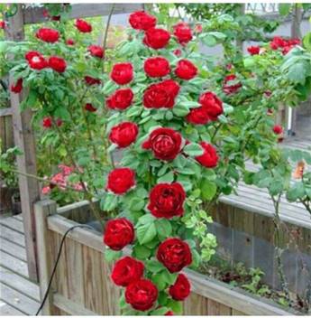 Mohini Plant Rose Plant Price In India Buy Mohini Plant Rose Plant Online At Flipkart Com