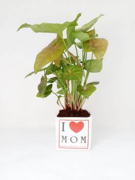 Vishnature Syngonium Plant Price In India Buy Vishnature Syngonium Plant Online At Flipkart Com Syngonium) — rod mnogoletnih vechnozelyonyh rasteniy semeystva aroidnye (araceae). flipkart
