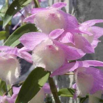 Exotica Orchids Orchid Plant Price In India Buy Exotica Orchids Orchid Plant Online At Flipkart Com