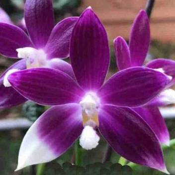 Exotica Orchids Orchid Plant Price In India Buy Exotica Orchids Orchid Plant Online At Flipkart Com