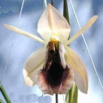 Exotica Orchids Orchid Plant Price In India Buy Exotica Orchids Orchid Plant Online At Flipkart Com