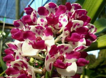 Exotica Orchids Orchid Plant Price In India Buy Exotica Orchids Orchid Plant Online At Flipkart Com
