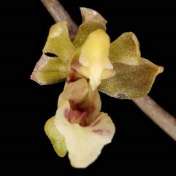 Exotica Orchids Orchid Plant Price In India Buy Exotica Orchids Orchid Plant Online At Flipkart Com