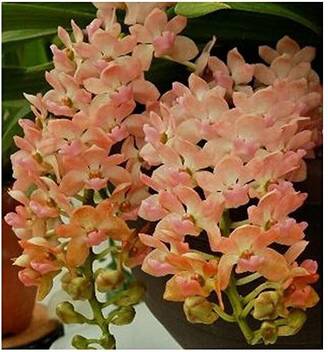 Exotica Orchids Orchid Plant Price In India Buy Exotica Orchids Orchid Plant Online At Flipkart Com