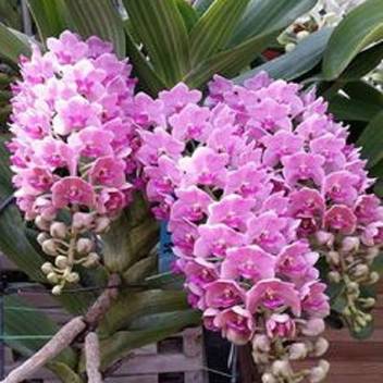 Exotica Orchids Orchid Plant Price In India Buy Exotica Orchids Orchid Plant Online At Flipkart Com