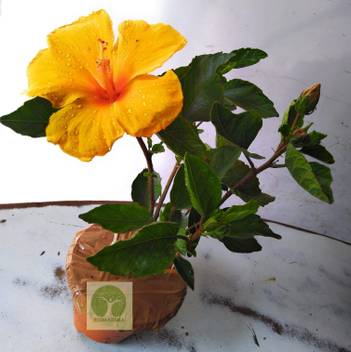 Rudraksha Hibiscus Plant Price In India Buy Rudraksha Hibiscus Plant Online At Flipkart Com We are selling rudraksha beads,rudraksha mala, nava ratana, nepal rudraksha, indonesia rudraksha, shiva lingam collections, yendras, spadiak crystal, parad, pooja kit, certified gemstones, shaligram and more. rudraksha hibiscus plant