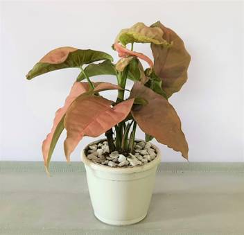 Nature House Syngonium Plant Price In India Buy Nature House Syngonium Plant Online At Flipkart Com Regular price sale price 16.00 myr. flipkart