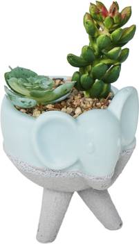 Chumbak Happy Tusker Planter Gift Box Artificial Plant With Pot Price In India Buy Chumbak Happy Tusker Planter Gift Box Artificial Plant With Pot Online At Flipkart Com Set of 3 geometric hanging large succulent wall planters pot, 7 inch white ceramic planter with gold metal. chumbak