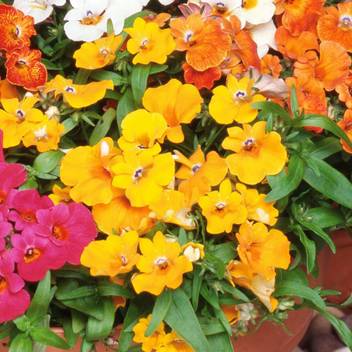 Vibex Gbpt 35 Nemesia Hy Mixed Plant Garden Seeds Seed Price In India Buy Vibex Gbpt 35 Nemesia Hy Mixed Plant Garden Seeds Seed Online At Flipkart Com