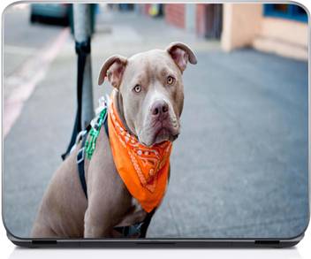 Holicshop Cute Pitbull Dog Vinyl Laptop Decal 15 6 Price In India Buy Holicshop Cute Pitbull Dog Vinyl Laptop Decal 15 6 Online At Flipkart Com More than 63 blue nose pitbull price at pleasant prices up to 17 usd fast and free worldwide shipping! holicshop cute pitbull dog vinyl laptop