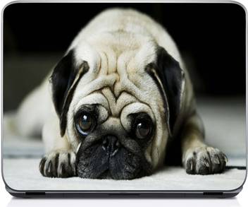 Holicshop Vodafone Pug Dog Hd Wallpaer Vinyl Laptop Decal 15 6 Price In India Buy Holicshop Vodafone Pug Dog Hd Wallpaer Vinyl Laptop Decal 15 6 Online At Flipkart Com Download and use 9,000+ dog stock photos for free. holicshop vodafone pug dog hd wallpaer