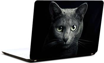 Amez Cat Black Breed Russian Blue Eyes Green Eyes Black 16 4 Inch