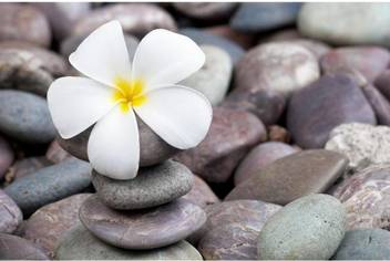 Pitaara Box Frangipani On A Stack Of Rocks Framed Wall Art