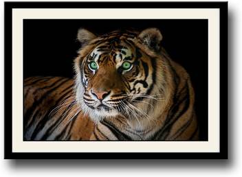 Artifa Beautiful Tiger Canvas 10 Inch X 14 Inch Painting Price In
