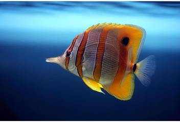 Pitaara Box Sixspine Butterfly Fish Framed Wall Art Painting Print